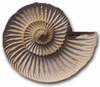 Ammonite